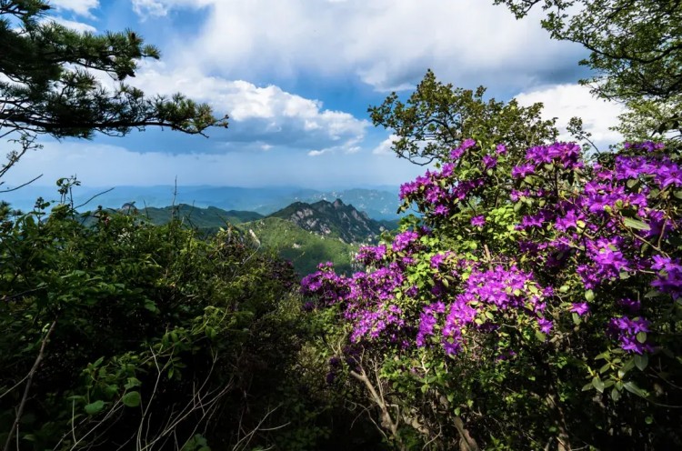 五一长假第1天|观云海赏杜鹃泡温泉尧山五一特惠活动精彩不断